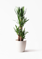 観葉植物 ユッカ 8号 ノーマル エディラウンド 黒 付き | 観葉植物なら