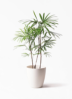観葉植物 シュロチク（棕櫚竹） 8号 リブバスケットNatural 付き