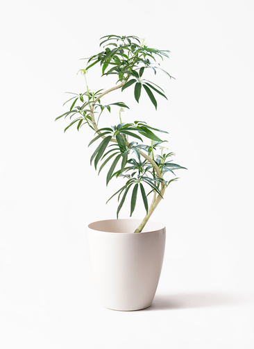 観葉植物 シェフレラ アンガスティフォリア 8号 曲り ラスターポット