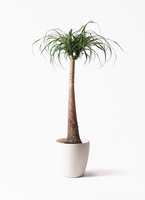 beaucarnea-recurvata-25_1.jpg?