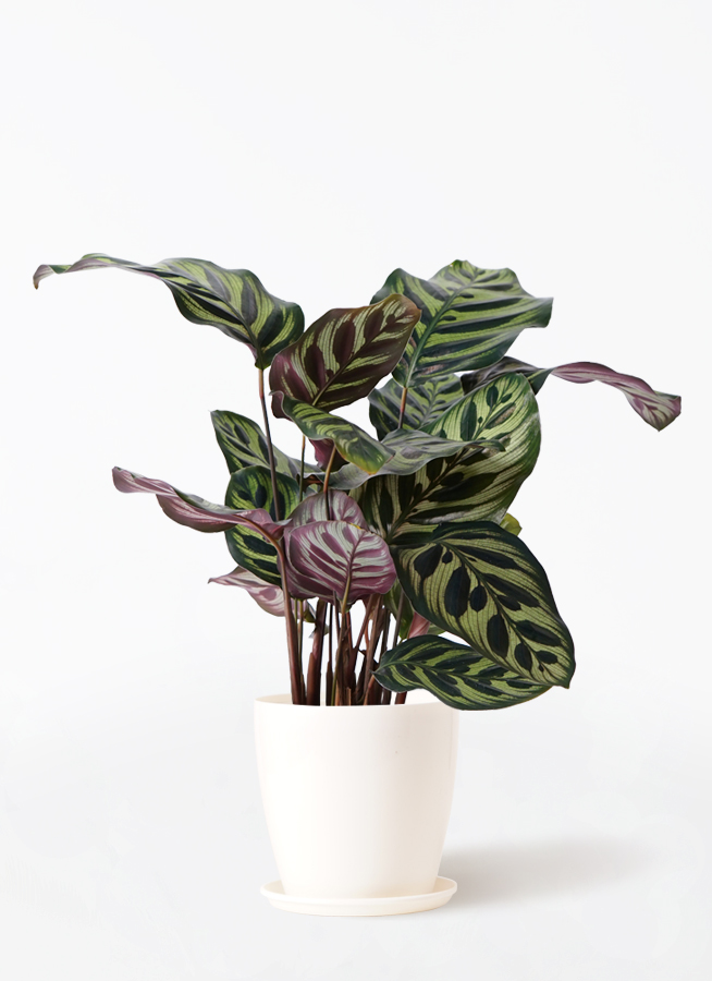 観葉植物 カラテア 4号 マコヤナ エメリ 14 S カーキ 付き | 観葉植物