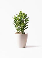 autograph-tree-84_1.jpg?1543596175
