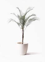 観葉植物 ヒメココス 8号 ラスターポット 付き | 観葉植物ならHitoHana