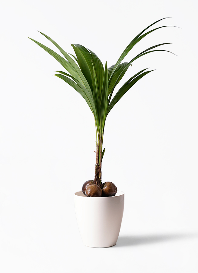 観葉植物 ココヤシ 10号 セドナロング 墨 付き | 観葉植物ならHitoHana