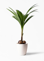 ココヤシ 1点もの（現品・現物） | 観葉植物 - HitoHana(ひとはな)