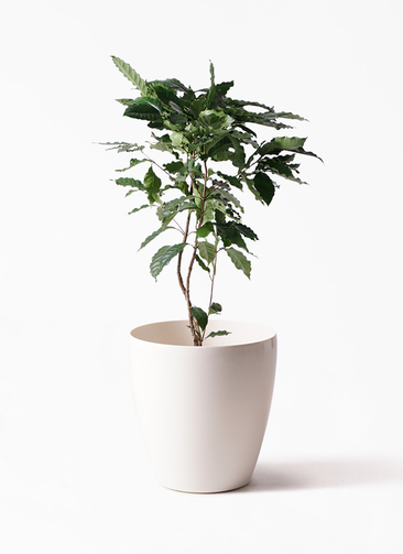 観葉植物 コーヒーの木 8号 ラスターポット 付き | 観葉植物なら
