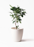 coffee-tree-25_1.jpg?1543596261