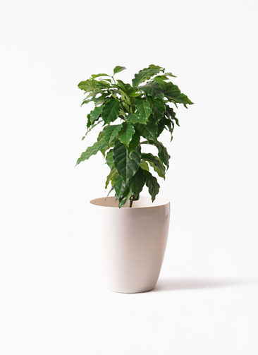 jun　コーヒーの木 観葉植物 コーヒーの木 10号 ウッドプランター 付き | 観葉植物