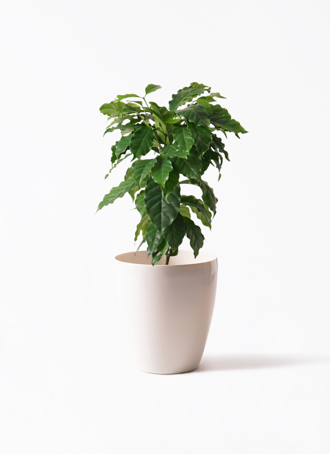 ハワイ　コナコーヒー　コーヒー豆樽　36個　プランター　観葉植物用　植木 ハワイ コナコーヒー コーヒー豆樽 36個 プランター 観葉植物用 植木