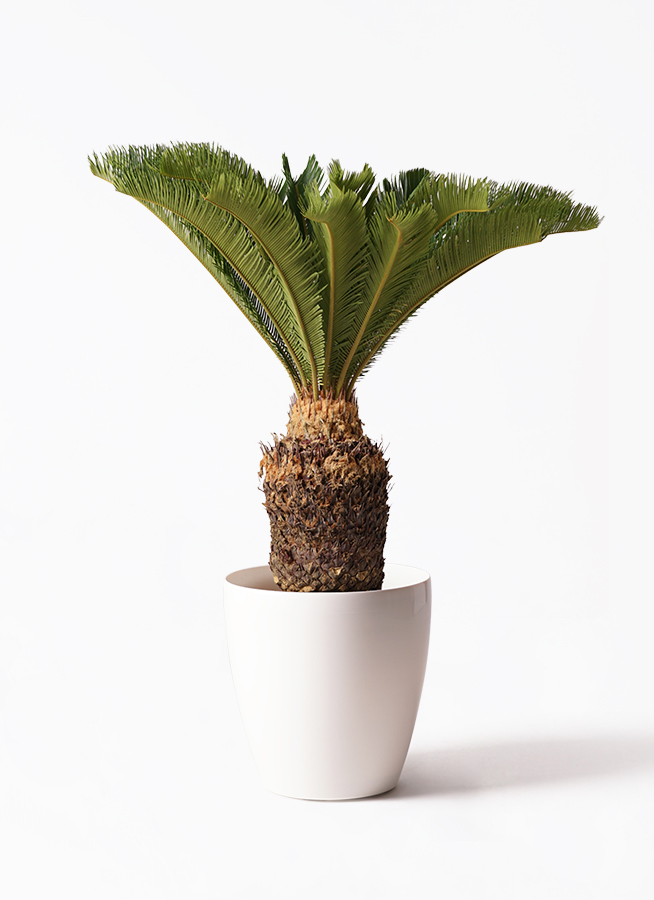 観葉植物 ソテツ 10号 セドナロング 墨 付き | 観葉植物ならHitoHana