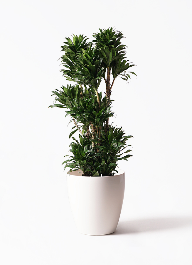 ドラセナ・コンパクター10号 観葉植物 ドラセナ コンパクター 10号 アルファシリンダープランター