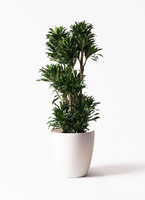 観葉植物 ドラセナ コンパクター 10号 コーテス ヘックス 灰 付き 観葉植物 ドラセナ コンパクター 10号 コーテス ヘックス 灰 付き