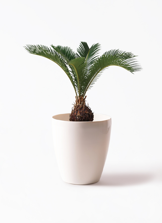 観葉植物 ソテツ 6号 Vibes Fold Pot (バイブスポット) ピンク