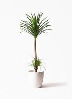 dracaena-canbodiana-87_1.jpg?