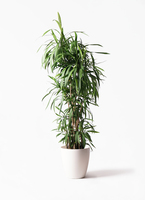 cordyline-stricta-8_1.jpg? cordyline-stricta-8_1.jpg?