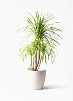 dracaena-canbodiana-18_1.jpg?