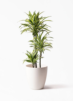 dracaena-warneckii-2_1.jpg?