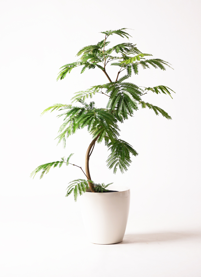 エバーフレッシュ8号 curved tree form