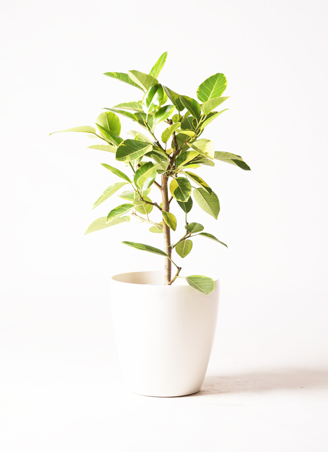 フィカス　アルテシーマ　観葉植物 観葉植物 フィカス アルテシーマ 7号 ストレート サブリナ 白