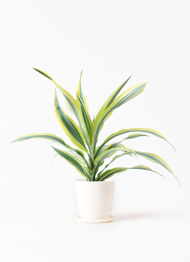 観葉植物 ドラセナ ワーネッキー レモンライム 4号 プラスチック