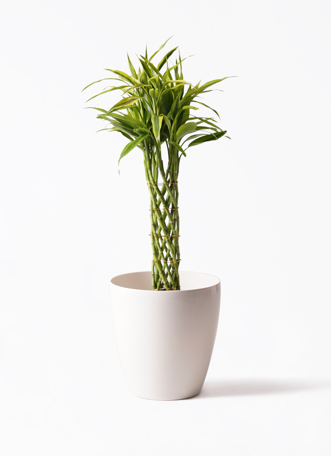 観葉植物 ドラセナ ミリオンバンブー（幸運の竹） 7号 ゴールド
