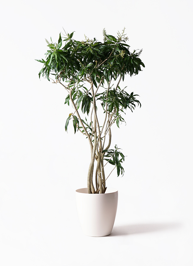 ドラセナ　ソングオブジャマイカ　苗　バラ売り 観葉植物 ドラセナ ソング オブ ジャマイカ 10号 プラスチック鉢