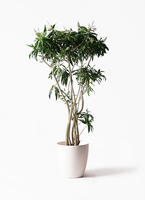 dracaena-song-of-jamaica-87_1.
