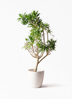 ドラセナ　ソングオブジャマイカ　苗　バラ売り dracaena-song-of-jamaica-18_1.