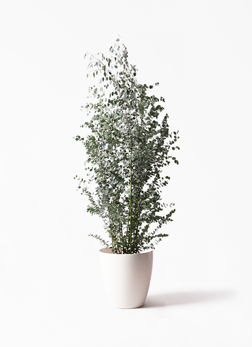観葉植物 ユーカリ 10号 グニー ラスターポット 付き | 観葉植物なら