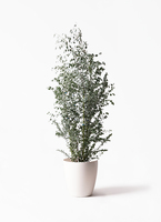 eucalyptus-gunnii-16_1.jpg?