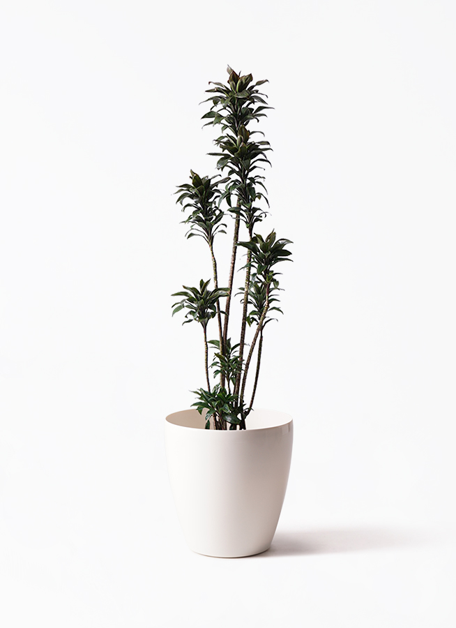 ドラセナ パープルコンパクタ 8号 | 観葉植物通販HitoHana(ひとはな)