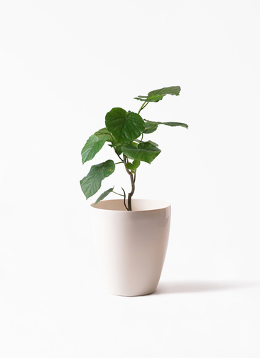 ficus-umbellata-346_1.jpg?