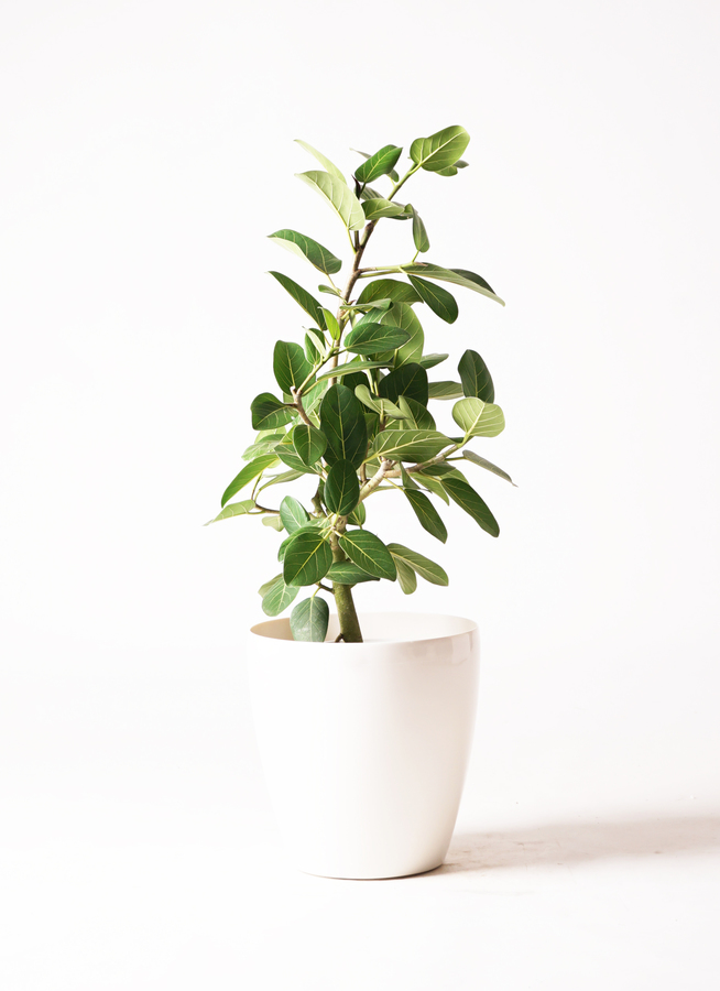 観葉植物 フィカス ベンガレンシス 7号 ストレート プラスチック