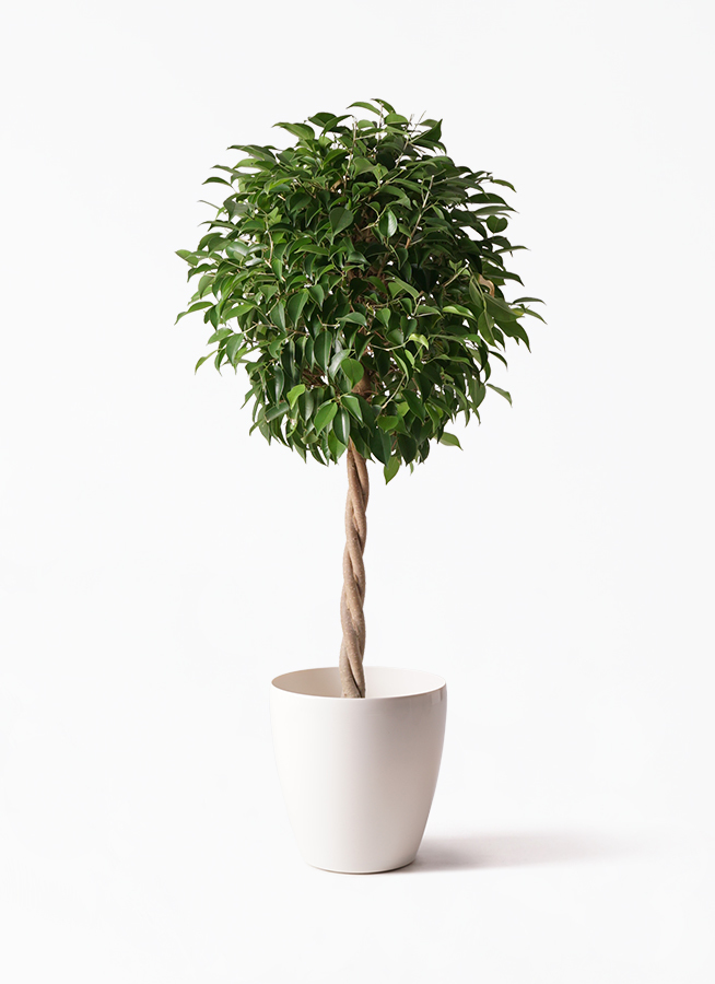 観葉植物 フィカス ベンジャミン 8号 玉造りラスターポット 付き 観葉植物ならhitohana ひとはな