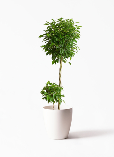 観葉植物 フィカス ベンジャミン 10号 玉造り ラスターポット 付き