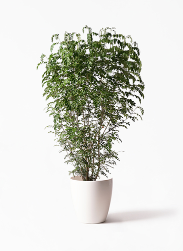 i▼自社エリア配送限定 シマトネリコ 観葉植物 植木鉢付き i▽自社エリア配送限定 シマトネリコ 観葉植物 植木鉢付き