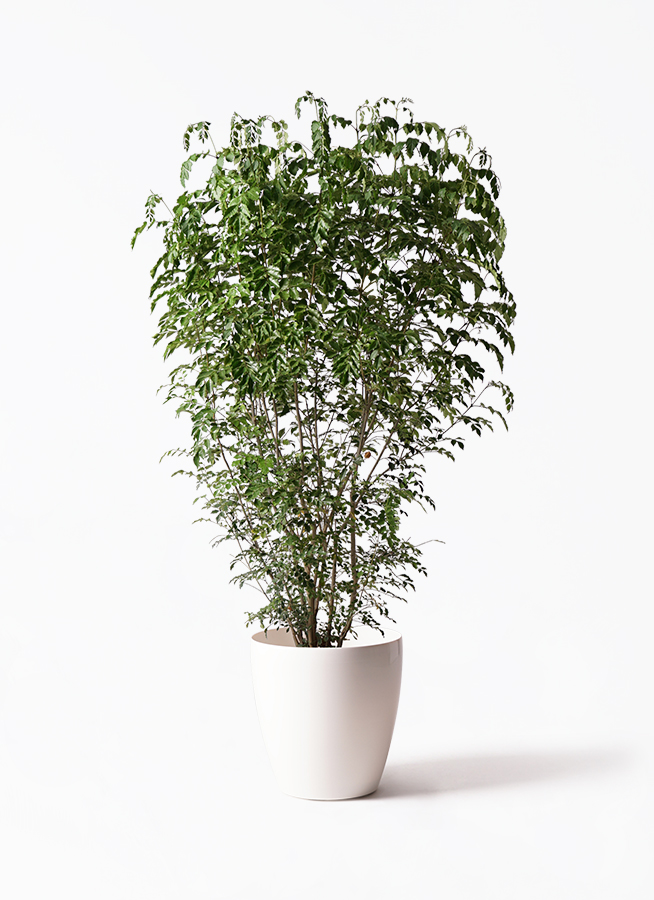 その他観葉植物 Jonald Bulanadi fraxinus-griffithii-92_1.jpg?