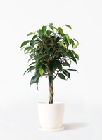 観葉植物 フィカス ベンジャミン 4号 玉造り リア ピンク M 付き