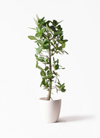 ベンガレンシス　10号 約1.8メートル　現品 フィカス ベンガレンシス 10号 | 観葉植物通販 Hitohana（ひとはな）