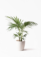 ケンチャヤシ ベルモレアナ 8号 90cm howea-forsteriana-68_1.jpg?