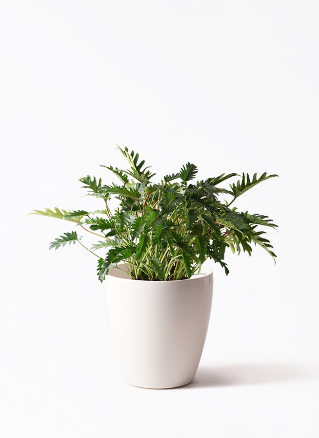 観葉植物 フィロデンドロン 7号 オージー（クッカバラ） Eco Stone