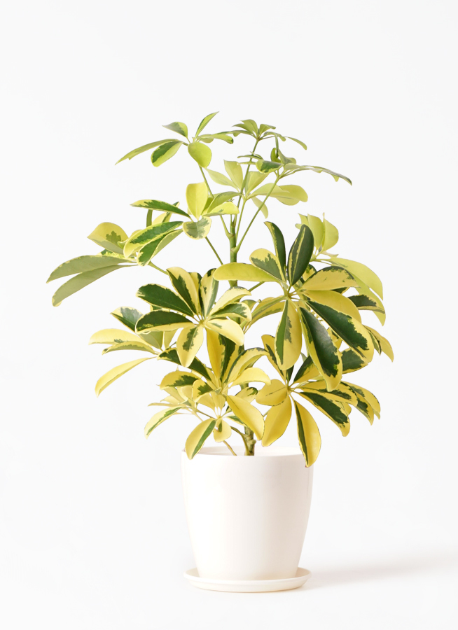 観葉植物 カポック シェフレラ 4号 斑入り ラスターポット 付き 観葉植物ならhitohana ひとはな