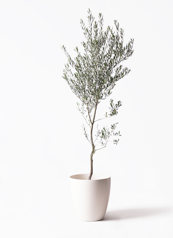 観葉植物 オリーブ 10号 創樹 エコストーンGray 付き | 観葉植物
