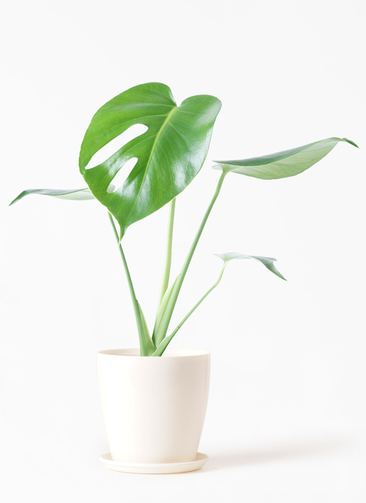 観葉植物 モンステラ 4号 ボサ造り ラスターポット 付き | 観葉植物