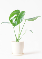 モンステラ 4号 | 観葉植物通販HitoHana(ひとはな)