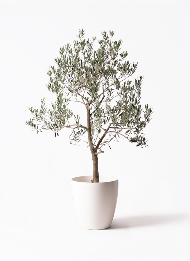 観葉植物 オリーブの木 10号 ピッチョリーネ セドナロング 墨 付き