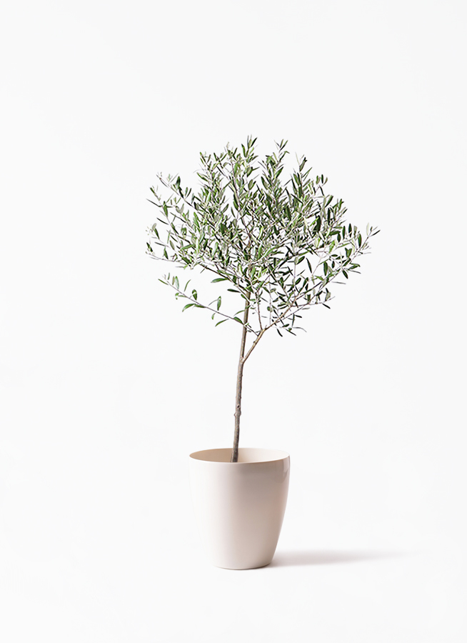 観葉植物 オリーブ 6号 創樹 ラスターポット 付き 観葉植物ならhitohana ひとはな