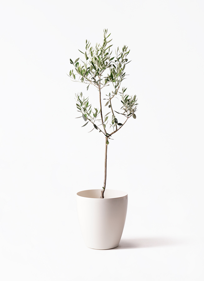 オリーブの木 カラマタ | 観葉植物通販HitoHana(ひとはな)