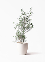 olive-coratina-25_1.jpg?1543596796