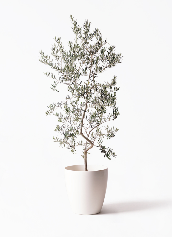 観葉植物 オリーブの木 10号 ペンドリノ セドナロング 墨 付き